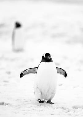 Penguin child Walking on Snow
