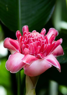 Pink Ginger Flower