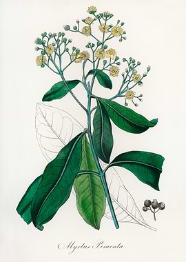 Pimenta Plant Illustration