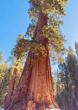 Giant Redwood Tree