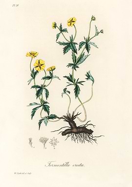 Tormentilla Erecta Botanical Illustration