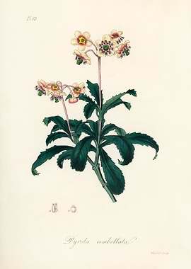 Pyrola Umbellata Illustration