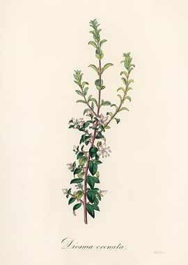 Diosma crenata Botanical Illustration