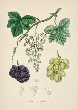 Grapevine Illustration