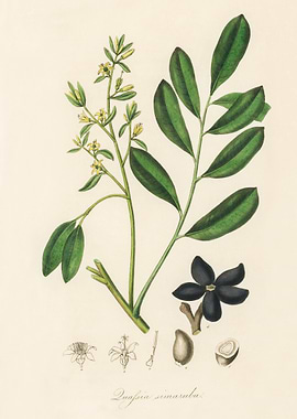 Quassia Simaruba Botanical Illustration