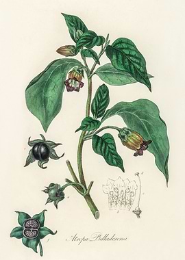 Deadly Nightshade Illustration