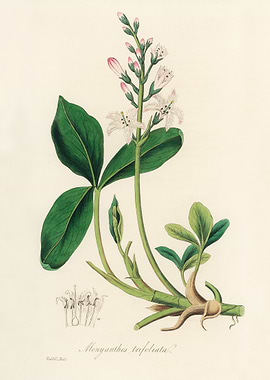 Botanical Illustration of Menyanthes Trifoliata