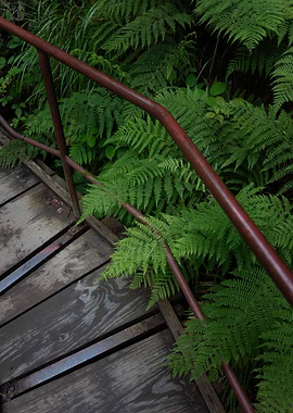 Wooden Bridge in Ferns