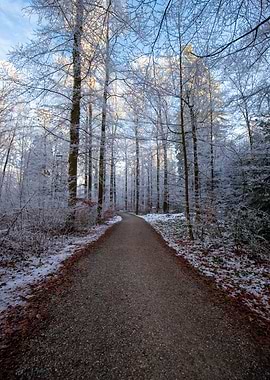 Snowy Forest Path