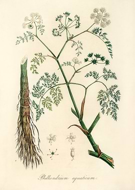 Water Hemlock Botanical Illustration