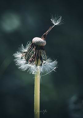 Dandelion