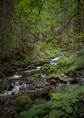 Forest Stream