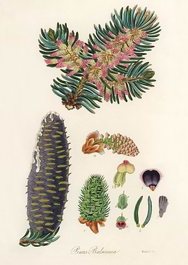 Botanical Illustration of Balsam Fir