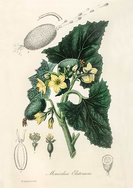 Momordica Elaterium Botanical Illustration