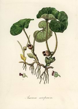 Asarum europaeum Illustration