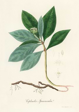 Cephaelis Ipecacuanha Plant Illustration