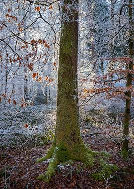 Frosty Forest Scene