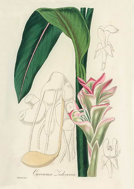 Curcuma Zedoaria Illustration