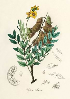 Cassia Senna Botanical Illustration