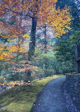 Autumn Path in Forest