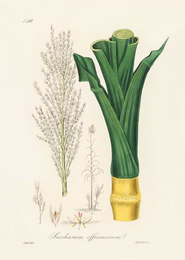 Sugarcane Botanical Illustration