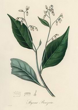 Styrax Benzoin Botanical Illustration