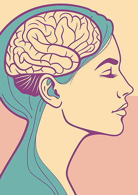 Brain Anatomy Illustration