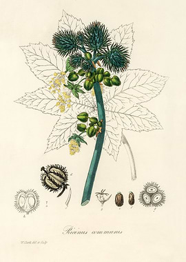Castor Oil Plant Illustration
