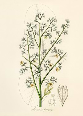 Sweetenia febrifuga Botanical Illustration