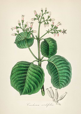 Cinchona cordifolia Illustration