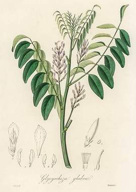 Botanical Illustration of Glycyrrhiza Glabra