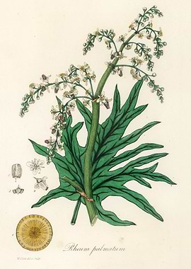 Rhubarb Plant Illustration