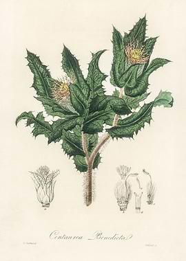 Centaurea Benedicta Illustration
