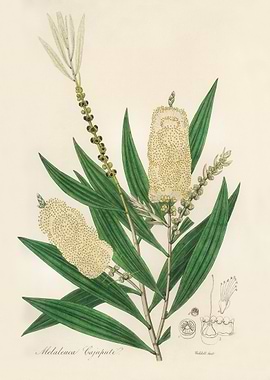 Melaleuca Cajaputi Botanical Illustration