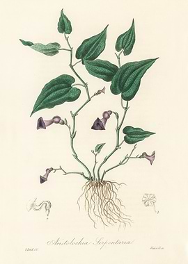 Aristolochia Serpentaria Botanical Illustration