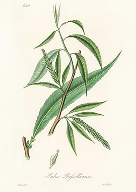 Willow Branch Illustration