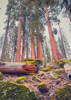 Giant Redwood Forest