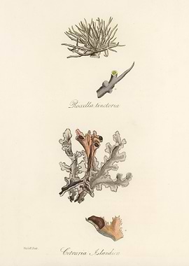 Botanical Illustration of Lichens