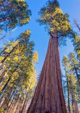 Giant Redwood Tree