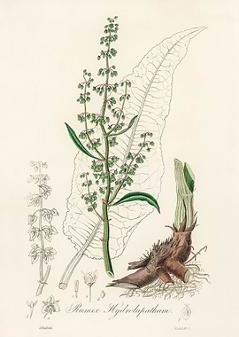 Rumex Hydrolapathum Illustration