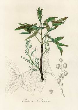 Pistacia Terebinthus Illustration