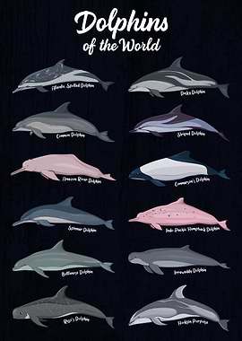Dolphins of the World Chart