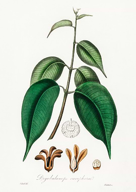 Dryobalanops camphora Illustration