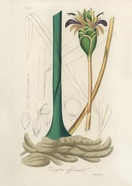 Ginger Plant Illustration