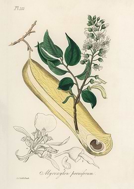 Myroxylon peruiferum Botanical Illustration