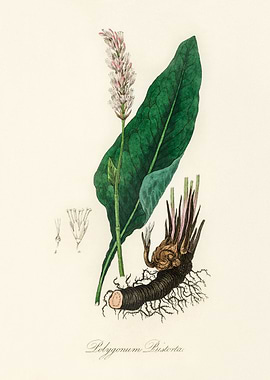 Polygonum Bistorta Illustration