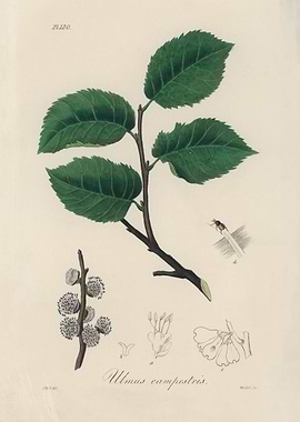 Elm Tree Branch Illustration