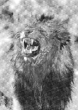 Roaring Lion Sketch