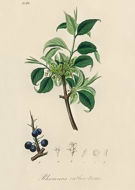 Rhamnus catharticus Illustration
