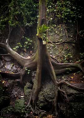 Tree Roots Against Stone